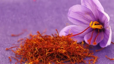 ۸۰ درصد زعفران تولیدی به بازارهای هدف صادر می‌شود – تجارت نیوز