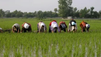 نتیجه تولید برنج با ارز آزاد، قیمت دو برابری برنج است – تجارت نیوز