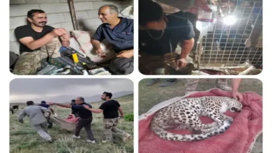 پلنگ ماده ایرانی در البرز تلف شد – تجارت نیوز