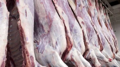 واردات گوشت متوقف می‌شود؟ منتظر گرانی گوشت باشید – تجارت نیوز