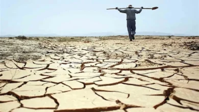 بدون شک امسال با خشکسالی شدید مواجهیم – تجارت نیوز
