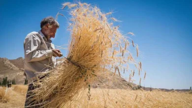 پرداخت تنها ۱۵ همت به گندم‌کاران از ۵۲ همت خرید تضمینی‌ – تجارت نیوز